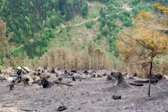 Waldbrand-Leppen-Tag-3-130