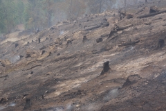 Waldbrand-Leppen-Tag-2-155